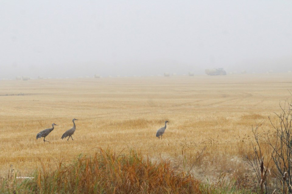 Cranes in a field north of Venice on a recent misty Autumn morning in the Lakeland