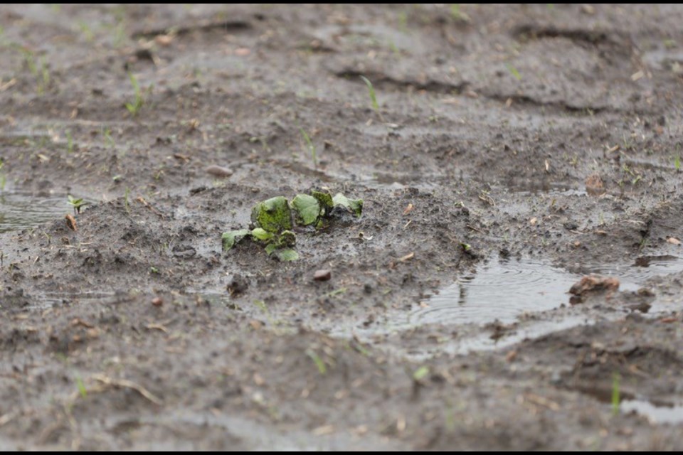 Photographer and gardener Janice Huser tells us this cucumber plant is sad.  Too much rain makes plants sad. So it should be MISERABLE.   