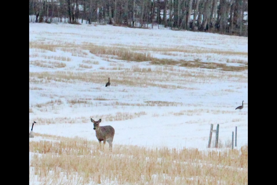 While we still remember what a bit of snow looked like ... it was only a week ago.  Here's some critter life from a field near Iron River.

