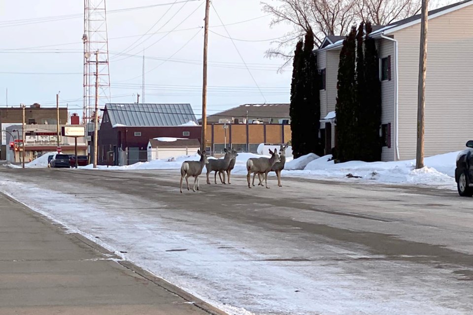 A group of deer were spotted in St. Paul, near the courthouse on March 11. 