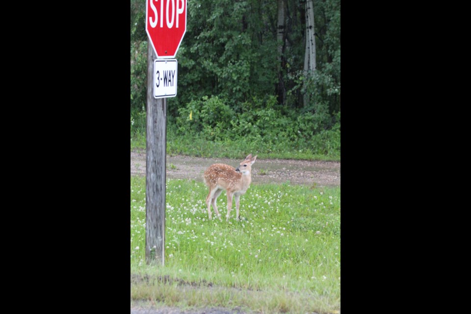 A young deer stops near the intersection sign of West Road in Lac La Biche County's hamlet of Beaver Lake on a dreary Thursday night. The youngster was taking full advantage of the clover sprouts that have prospered in the frequent rains of the early summer.