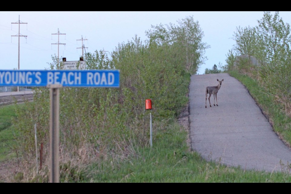 An area resident is asking for a municipal bylaw dealing with the urban deer population
