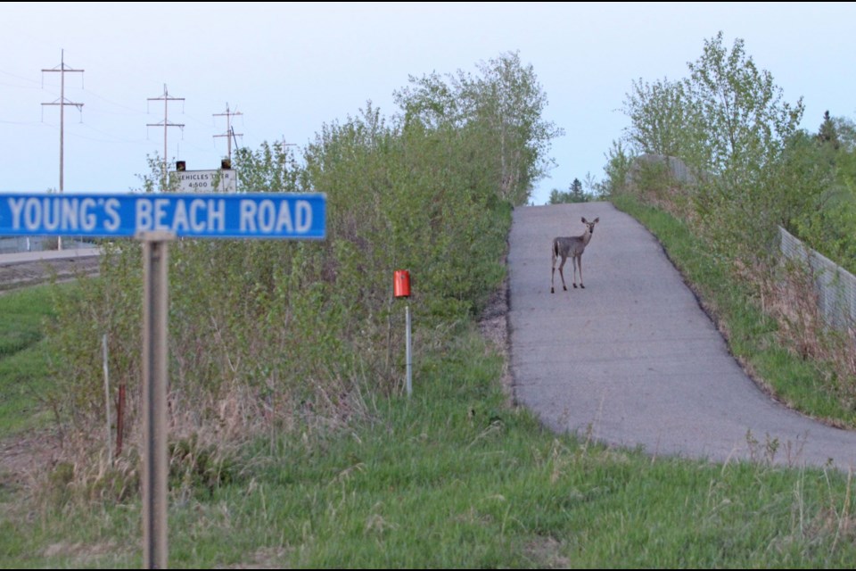 A young deer stops for a moment during a Thursday afternoon walk along the pedestrian pathway linking the hamlet of Beaver Lake subdivision with Holowachuk Estates.