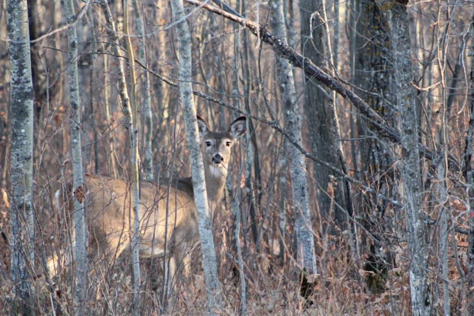 They're easy to spot as the sun is going down, but at this time of year, that window is getting smaller and smaller. This is also the time of year that sees animals in rut season.  Not all of them will be paying attention like this one is.  Drive carefully across the Lakeland.
