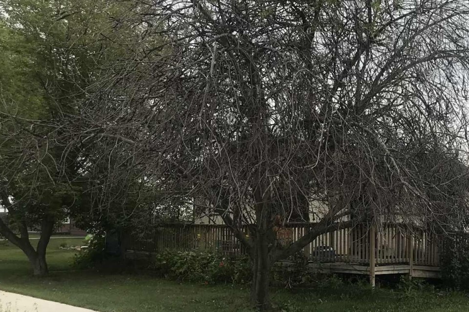 diseased-trees-plamondon-122111