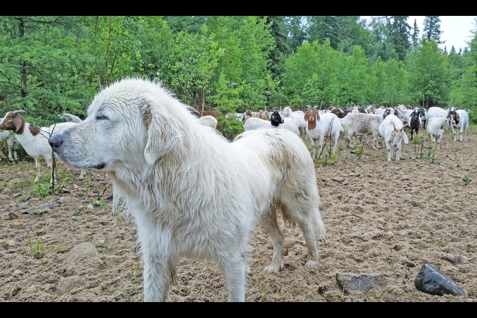 Marley, one of the Penner Goats and Custom Grazing's veteran herding dogs was on duty at Seibert Lake Campground.