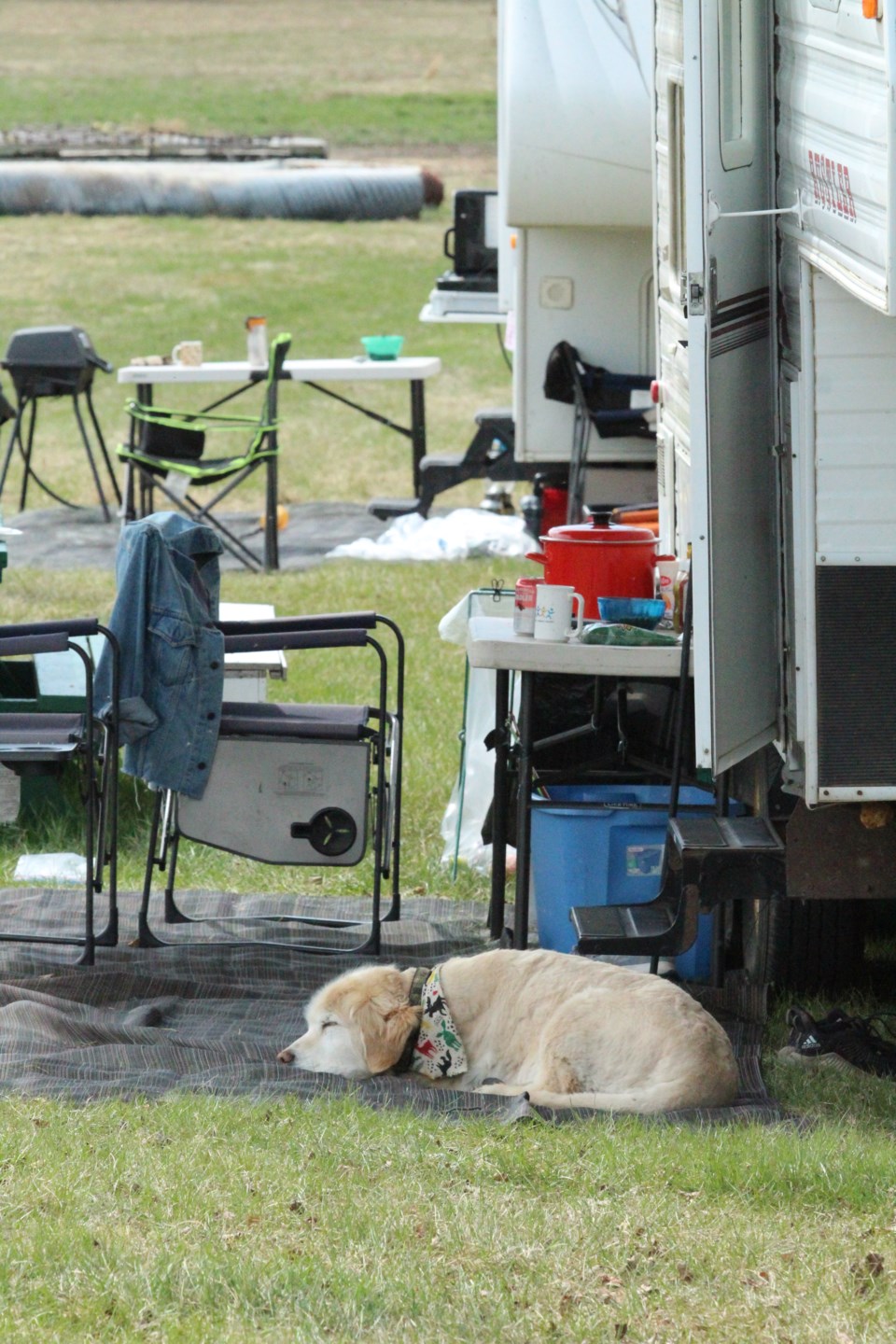 doggone camping