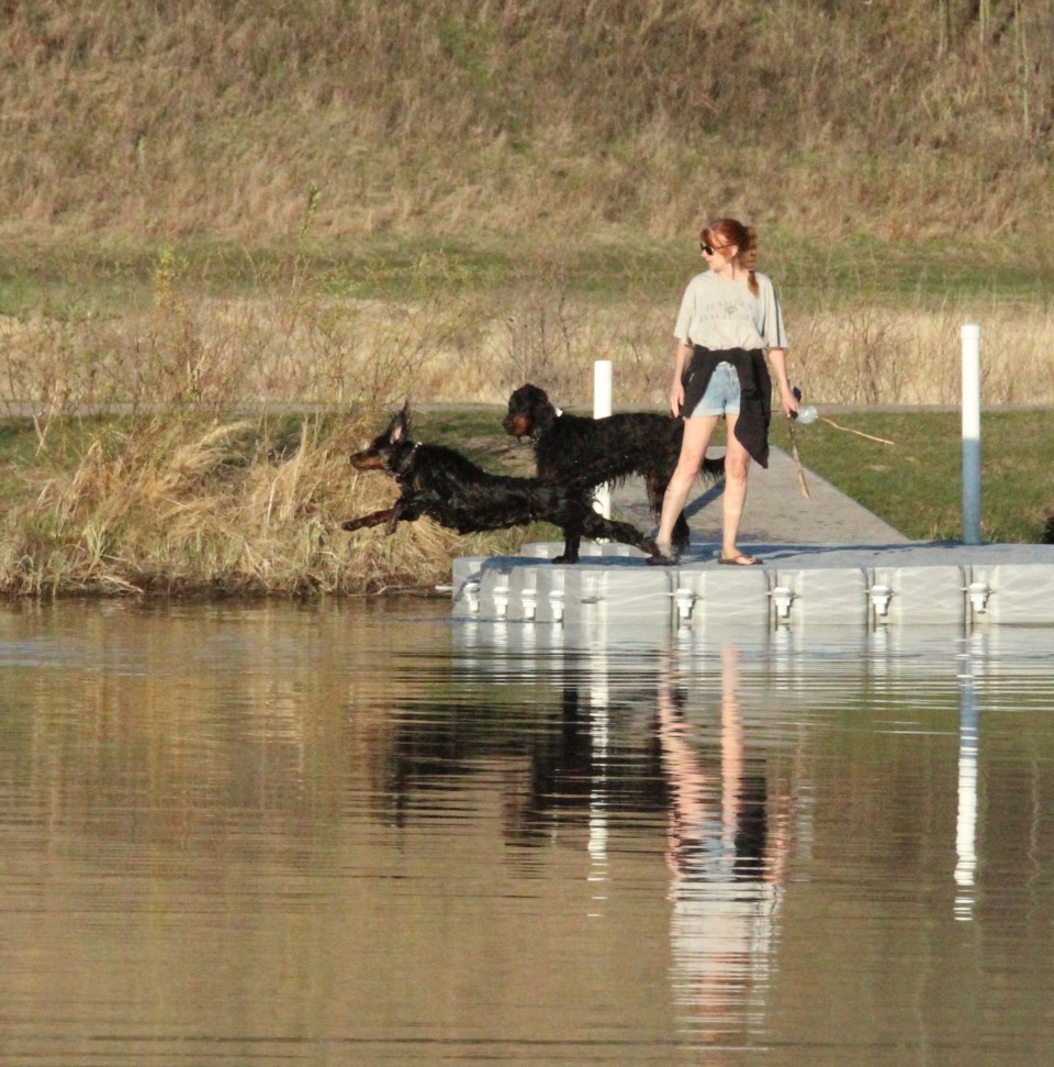 dogs jumping in the water pond