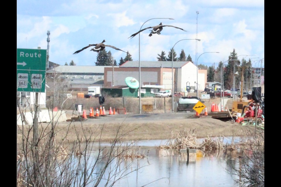 Nice weather if you're a duck. A pair of 'em fly over recent washouts caused by localized flooding in Lac La Biche.
