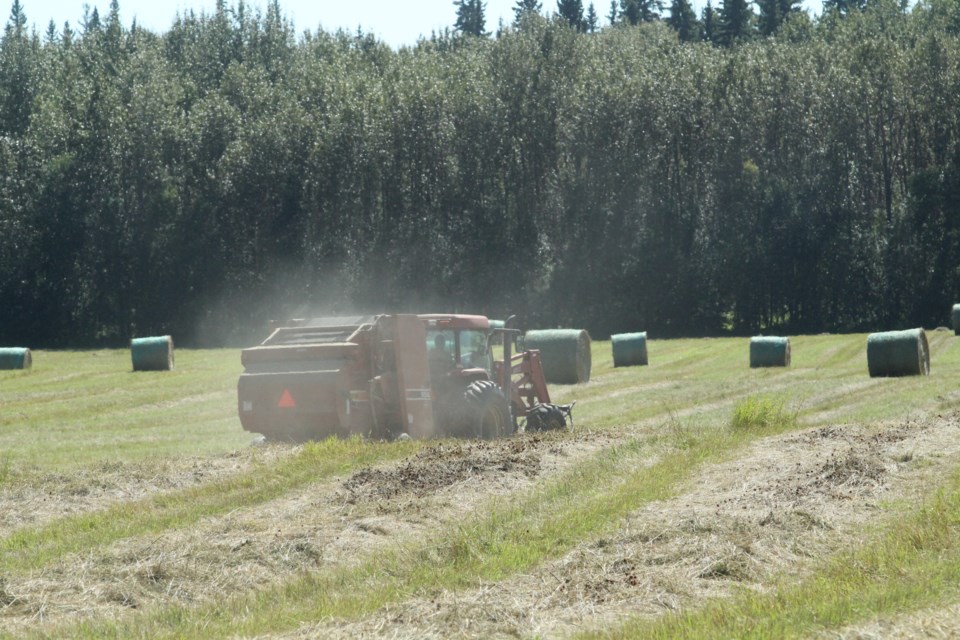 Many Lakeland farmers have used the last week of warmer weather and drying winds to finish as much of their harvest as possible.   In the northeast, the yields are still identified as low compared to a "record" year in other parts of Alberta.        Image: Rob McKinley
