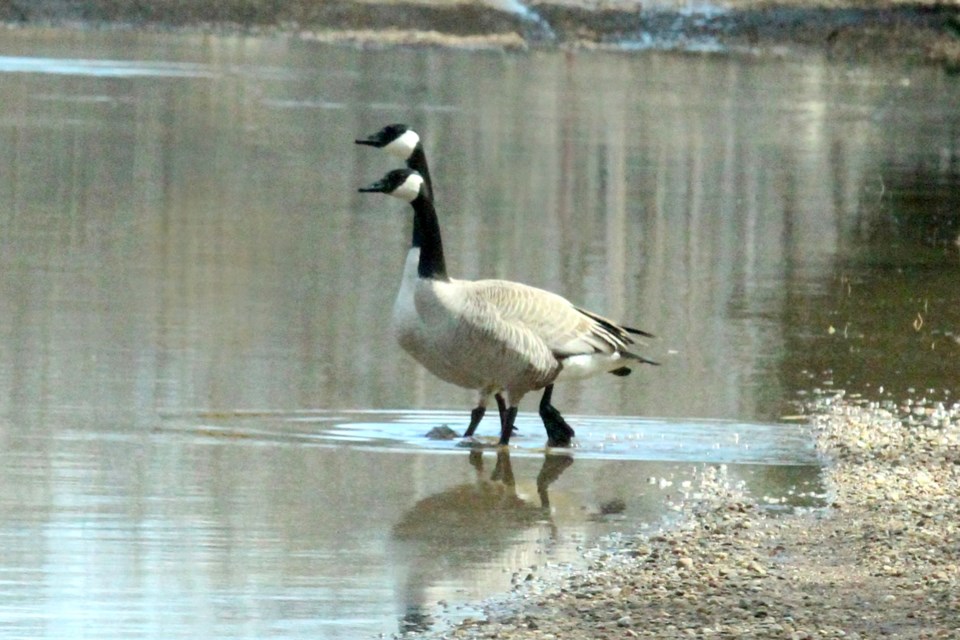 file-photo-geese