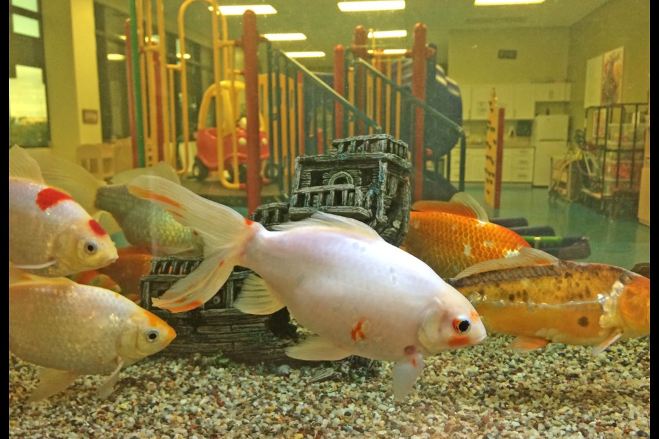 In School. The aquarium viewing area along with all other common areas inside the Bold Center are now designated for mandatory facemask usage. The new policy is in place to co-incide with COVID-19 protocols for students and staff at the high school connected to the recreation facility.    Image: Rob McKinley 