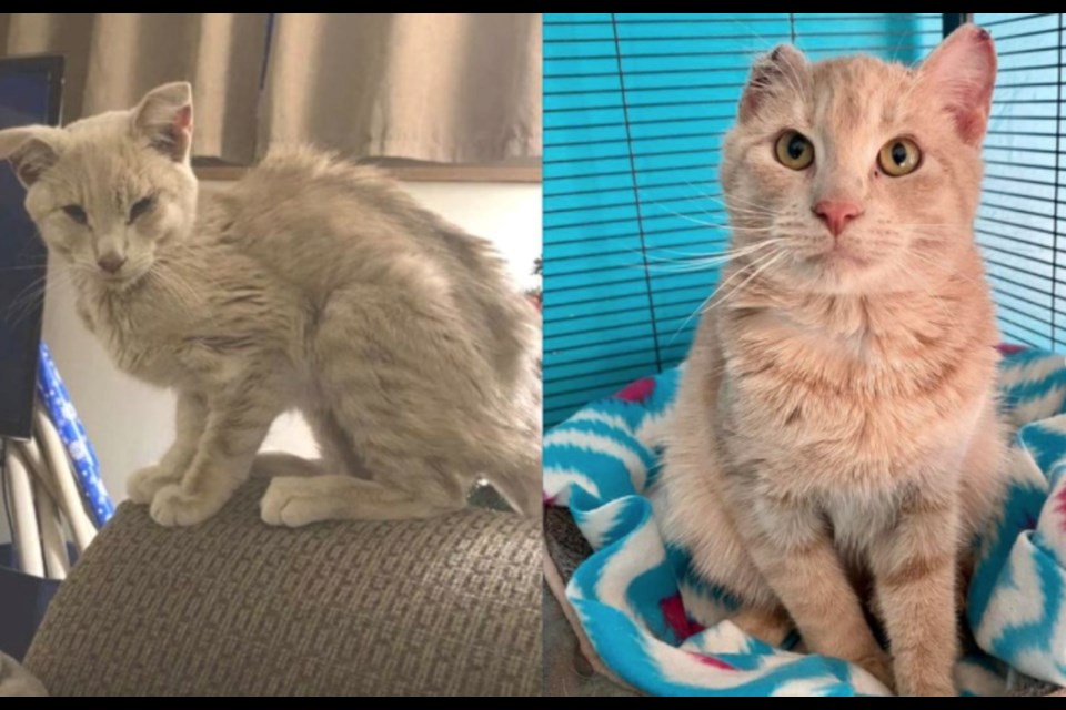  Recently, a feline, that shelter staff named Flopsy, was brought into the Lac La Biche Regional Humane Society (LLBRHS) severely malnourished, dehydrated and suffering from frostbite on his ears (left). It took over a week to get Flopsy nourished with fluids, healed and on the road to recovery, said Melinda Sorenson with the LLBRHS. 