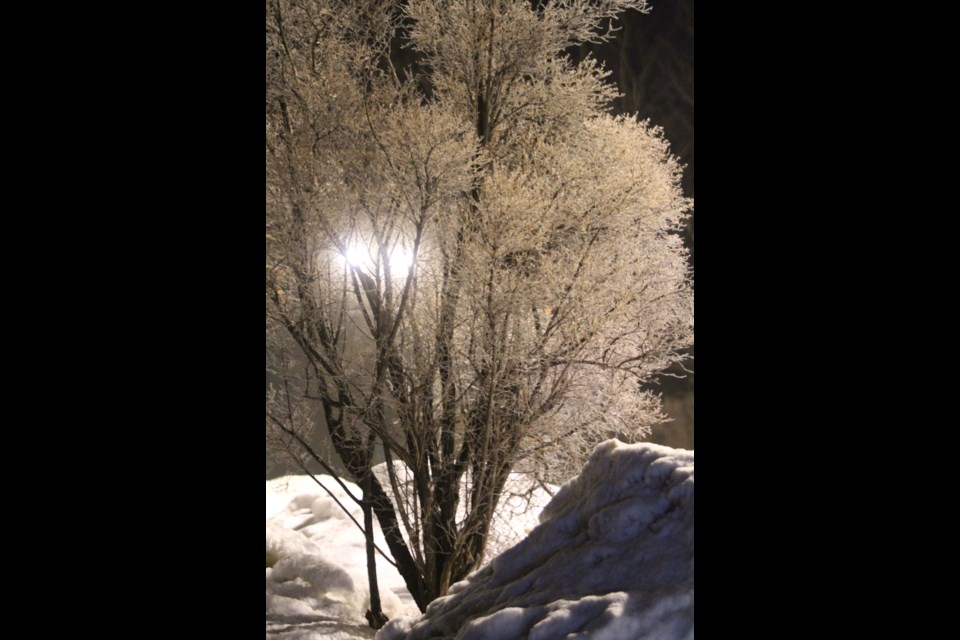 As the fog broke up, a hoar frost remained on trees and other surfaces.