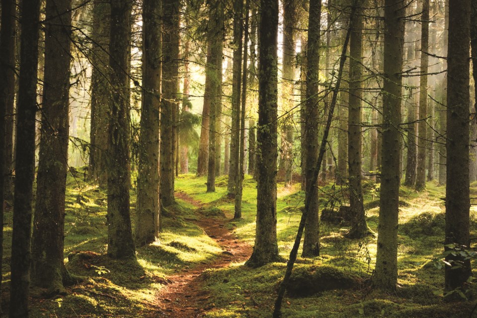 forest