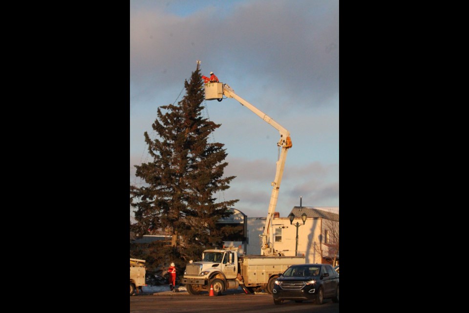 As traffic moves busily below,  two Fortis staff help to wrap dozens of Christmas light strands around the giant, downtown Light UP tree on Tuesday afternoon.