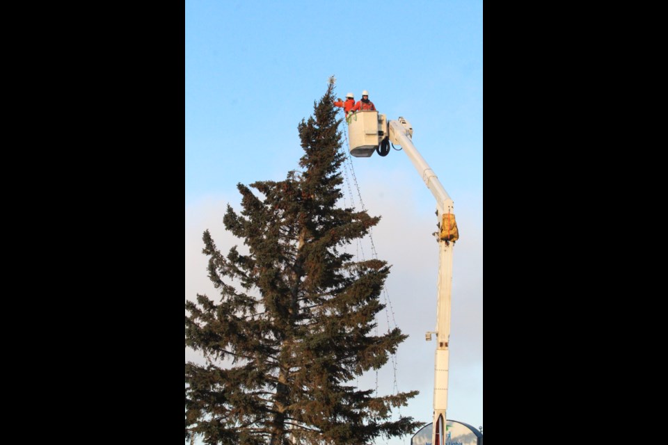 Fortis crews making a few adjustments to spruce up the top of the giant tree that came from the Fleming Cats yard.