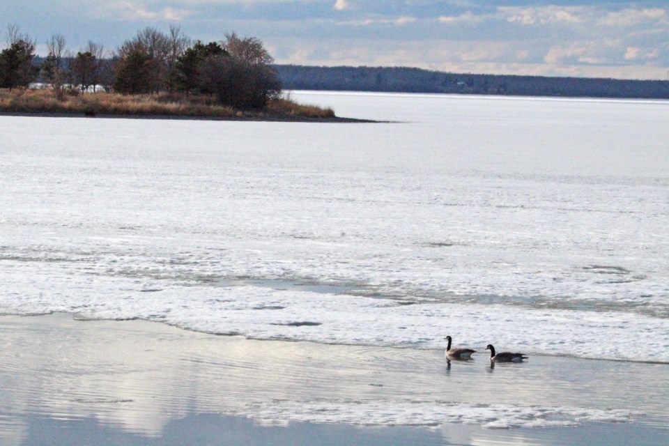 The geese have arrived in Lac La Biche County, even if spring weather hasn't quite done the same. Another blast of wet winter weather hit the region Tuesday afternoon, offering some much needed moisture and a reminder that Mother Nature likes to mix things up. More birds will be making their way to the region as temperatures warm and frozen lakes thaw. Lac La Biche is a globally-recognized Important Birding Area, drawing hundreds of species of migratory birds each year.