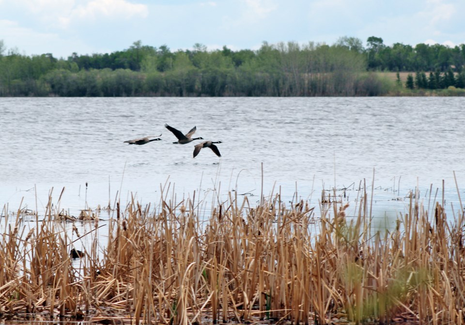 geese-lake