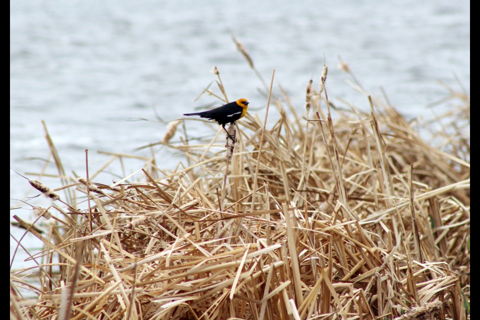 Protecting sensitive areas like shoreline and wetlands while allowing some public use of environmental areas is part of the balance inside a new draft Environmental Reserve bylaw in Lac La Biche County.