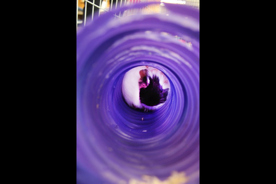 It's a guinnea pig in a tube. Ahhhwwwwww. Cute.             Image: Rob McKinley