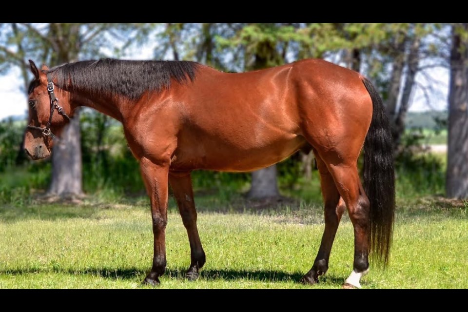 Hank the horse remains at large after being stolen in June 2025. RCMP are asking anyone with information of his whereabouts to contact their local police or Crime Stoppers.