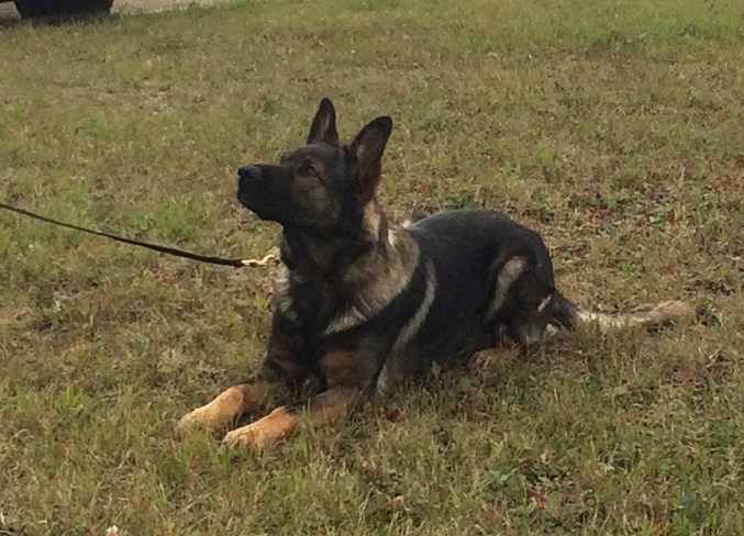 Harp, Cold Lake RCMP's Police Dog Service Unit, has been tracking criminals in the area for three years. 