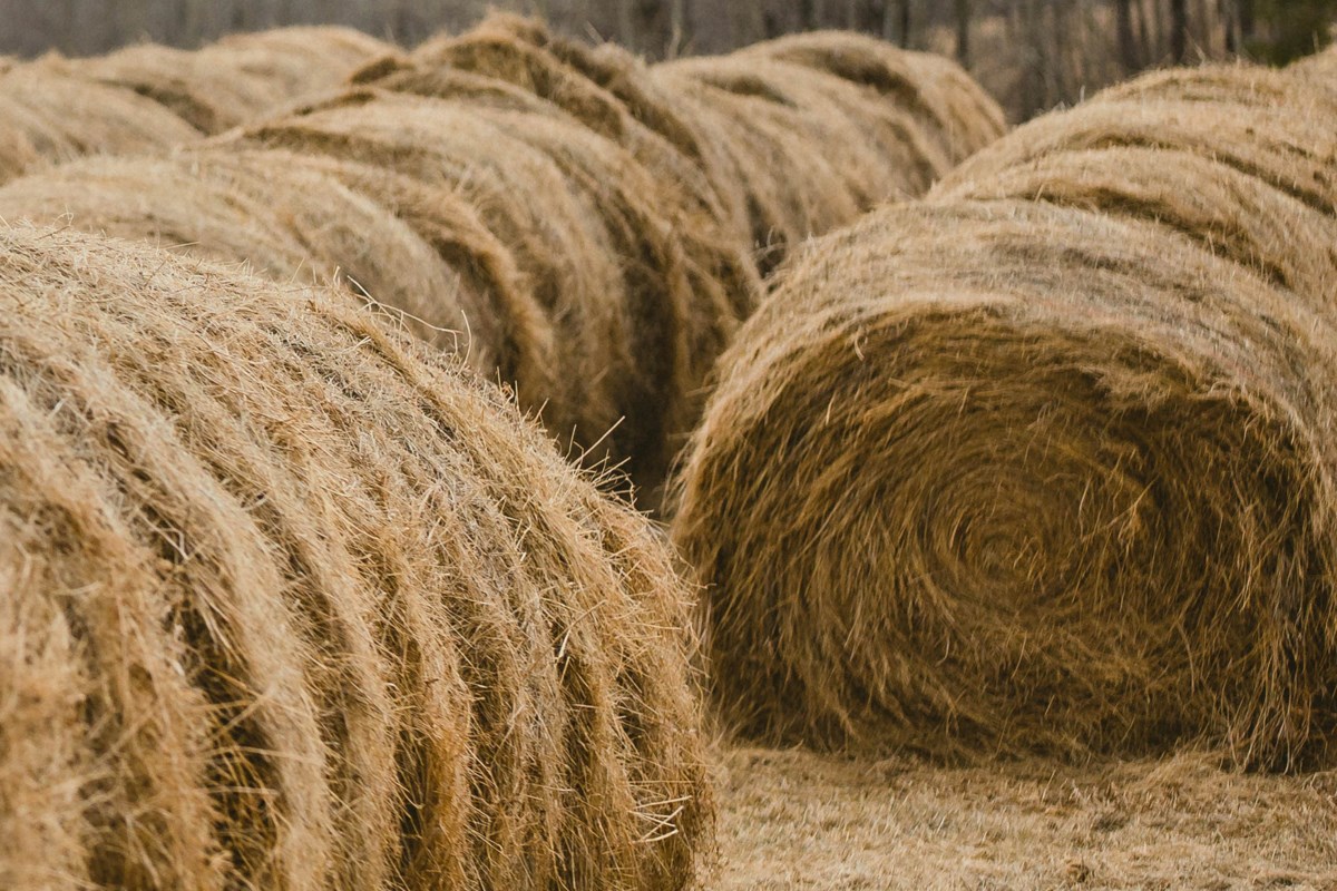 Hay sale scams target farmers across the province