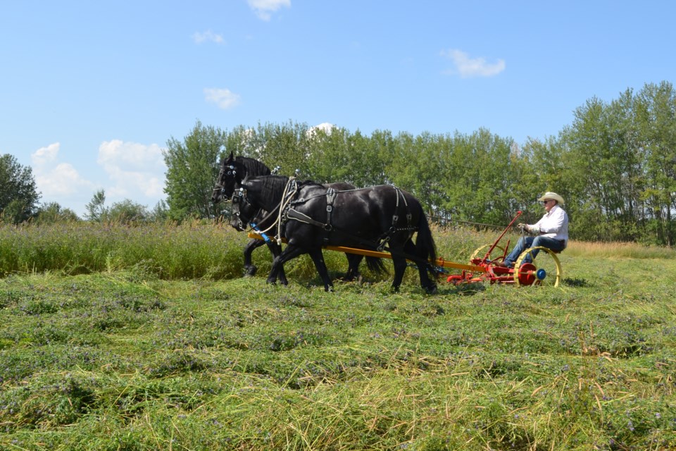 The opening day of the 27th Annual Haying in the 30’s proved to be a perfect day for cutting hay in 1930s style, with a two-horse team pulling a riding mower.