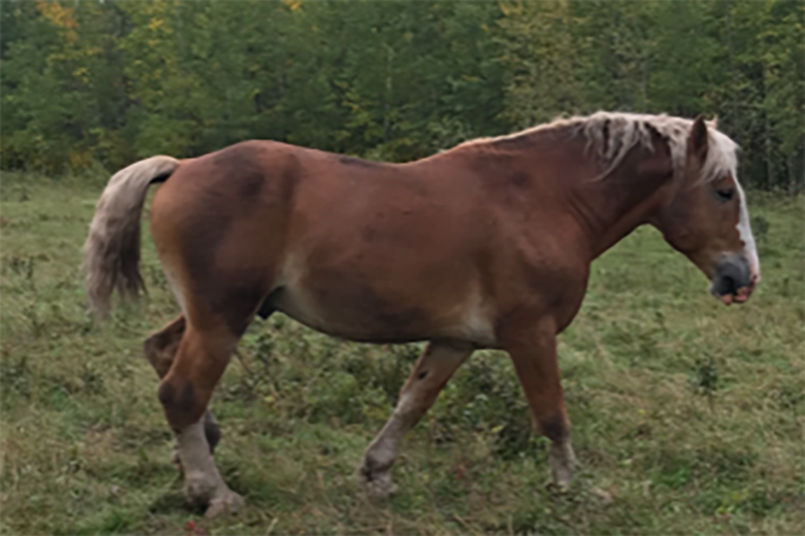 horse