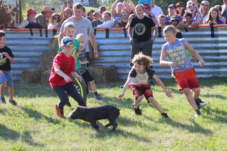 The annual pig chase, which included age ranges from 2 year olds to adults continued to be a crowd favourite at the Hylo Harvest Days.