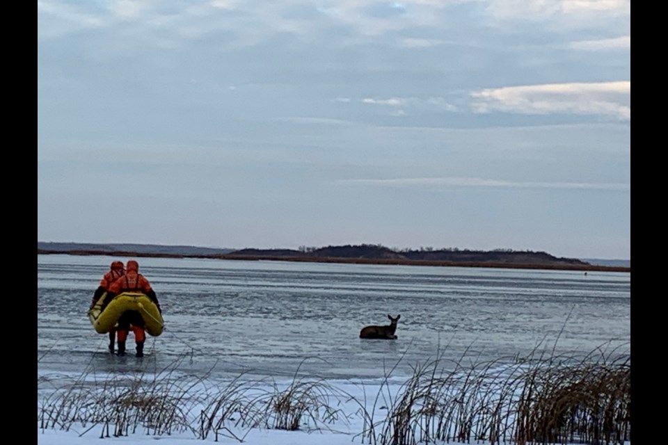 Firefighters approach a deer that had been reported to be in distress after falling through thin ice and into shallow water near the Lac La Biche lake shoreline.