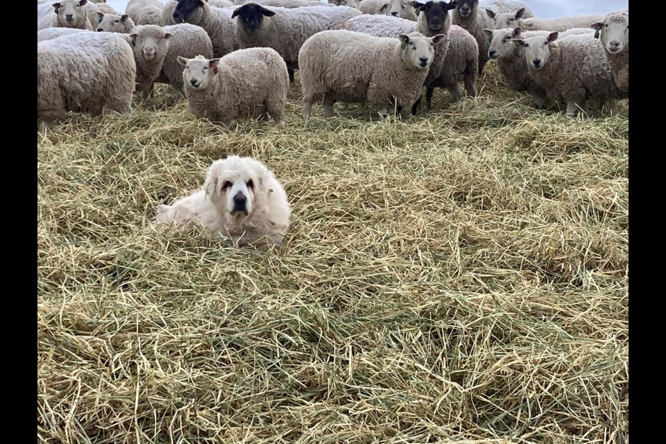 One of Darlene Hawco's guardian dogs stands guard to protect her flock of sheep.