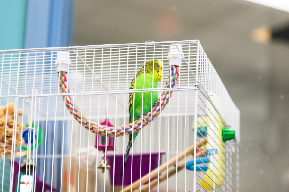 The St. Paul Municipal Library's birds also enjoyed free comic book day.