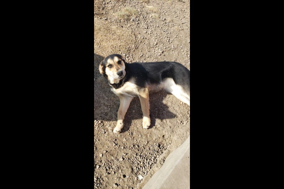 Dixie is available to be adopted through the St. Paul Animal Shelter.