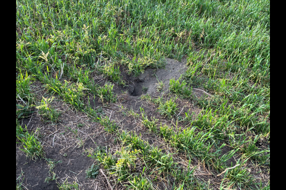 County of St. Paul Darrell Younghans has a 160 acre field of wheat crop where he estimates gophers to have created between 150 to 200 holes. He said gophers eat the crops around the holes.