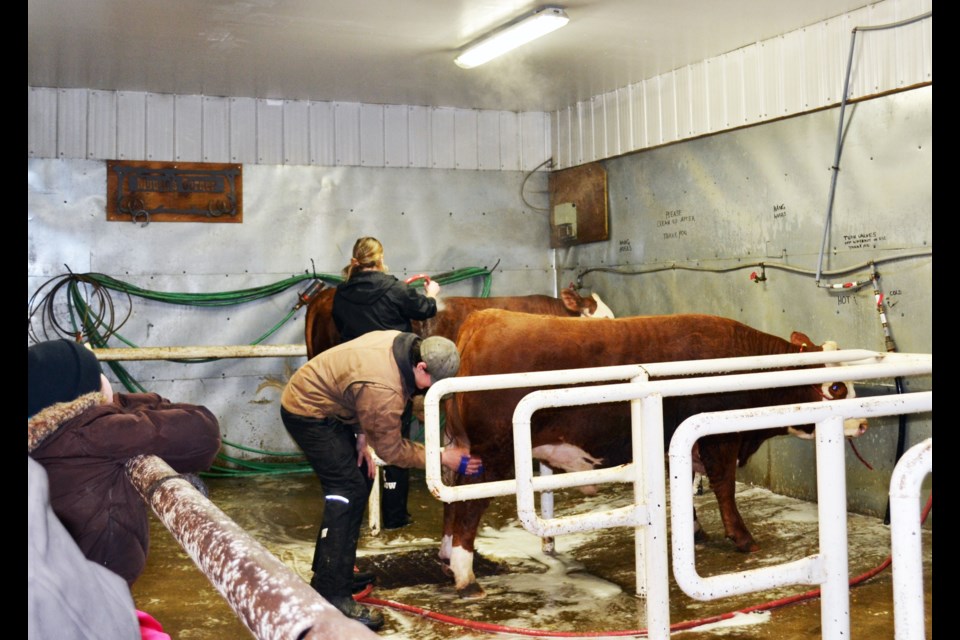 A future 4-H member checks out bovine bath time, as Zack and Cloey Germain give their steers a thorough scrubbing in preparation for trimming and grooming them at the Mini Achievement Day session.