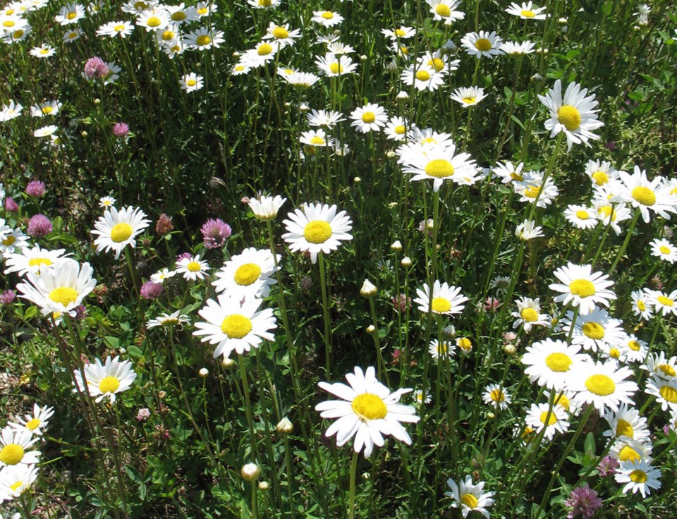 oxeye-daisy-1-copy