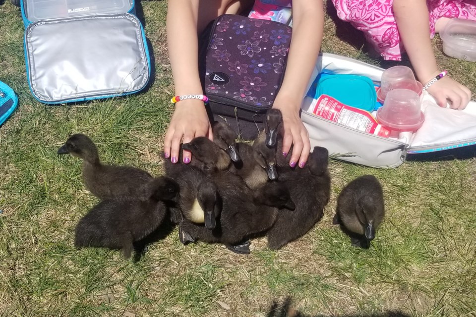 Last week, Grade 1 students from Cold Lake Elementary School had a picnic outside with a flock of ducks they hatched in their classroom. 