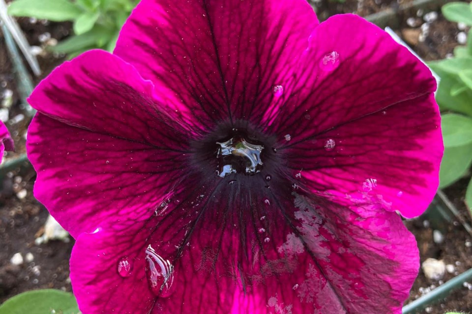 Area greenhouses are busy supplying flowers and other plants to gardeners, while also following public health measures.