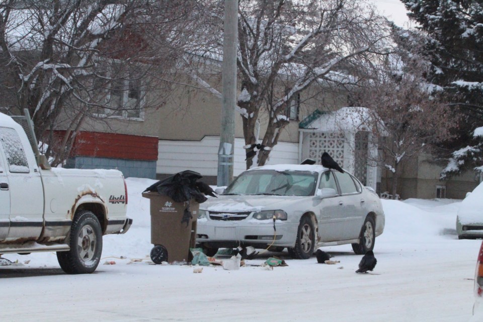 Ravens and a magpie rip into exposed garbage from a waste bin left at the curb along Lac La Biche's 102 Avenue on Tuesday.