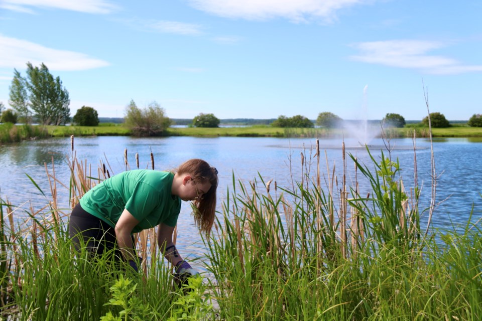 Shoreline cleanups and other educational programs are part of the LICA mandate across the region.