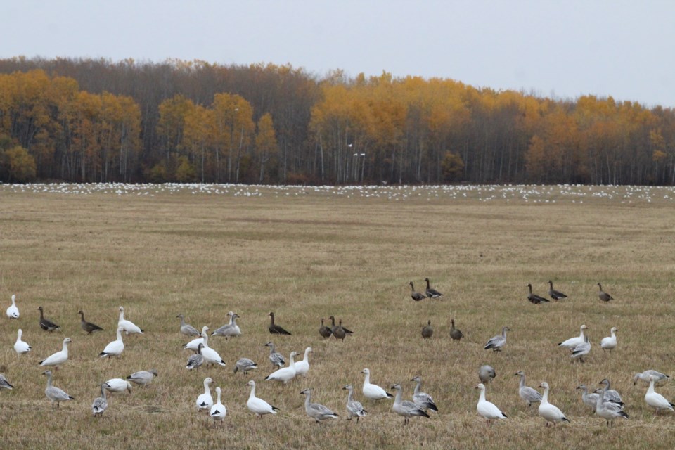 More snow geese come in for a migration stop-over in the background of this image taken near Sandero Ranch on Highway 663. This year's snow goose visit is larger than other years, say local birding officianados.