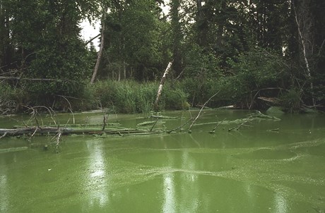 Steele-Lake-Aphanizomenon-Bloom-Aug-1995