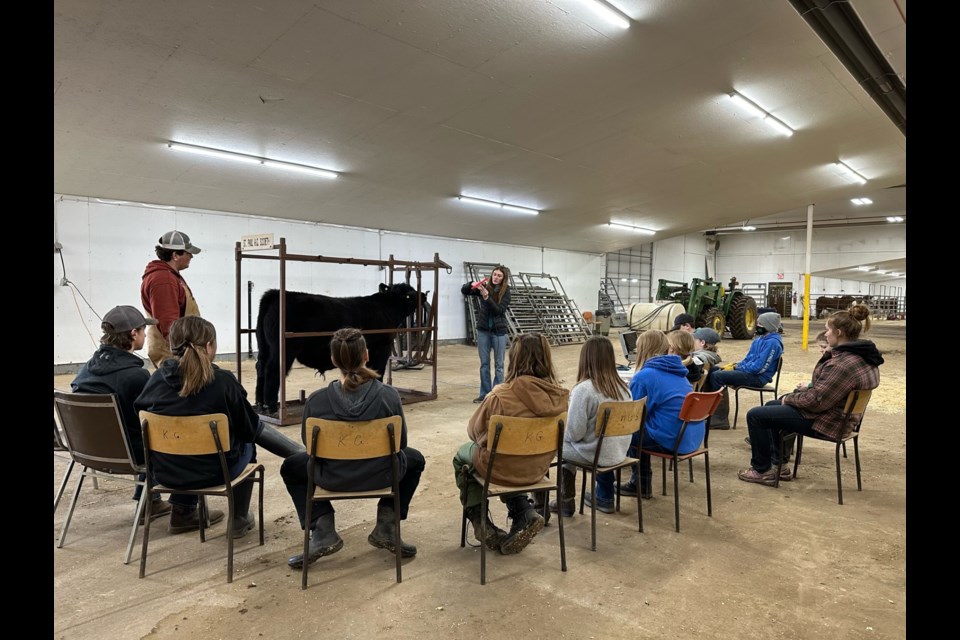 Brynn Yoder teachers St. Paul 4-H Beef Project members about clipping and grooming.