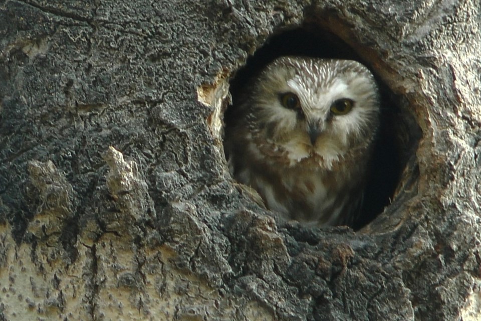 thumbnail_Northern Saw-whet Owl 140421