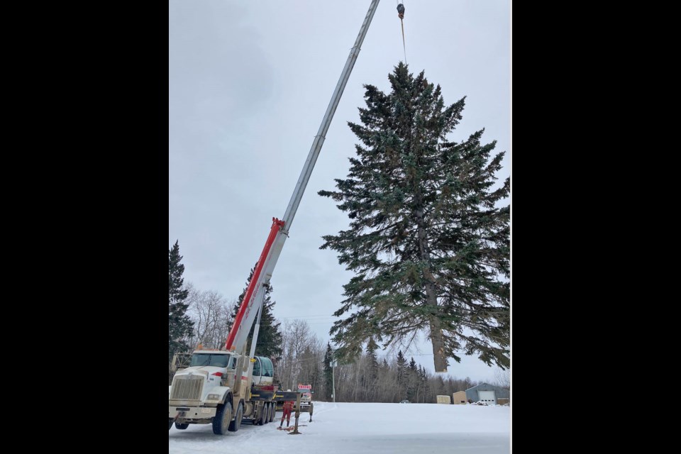 A giant spruce tree, about 50-feet tall is swing from his location at the Fleming Cats yard by a Lac La Biche Transport truck to be taken to its new location in downtown Lac La Biche for the Light Up event on Friday.