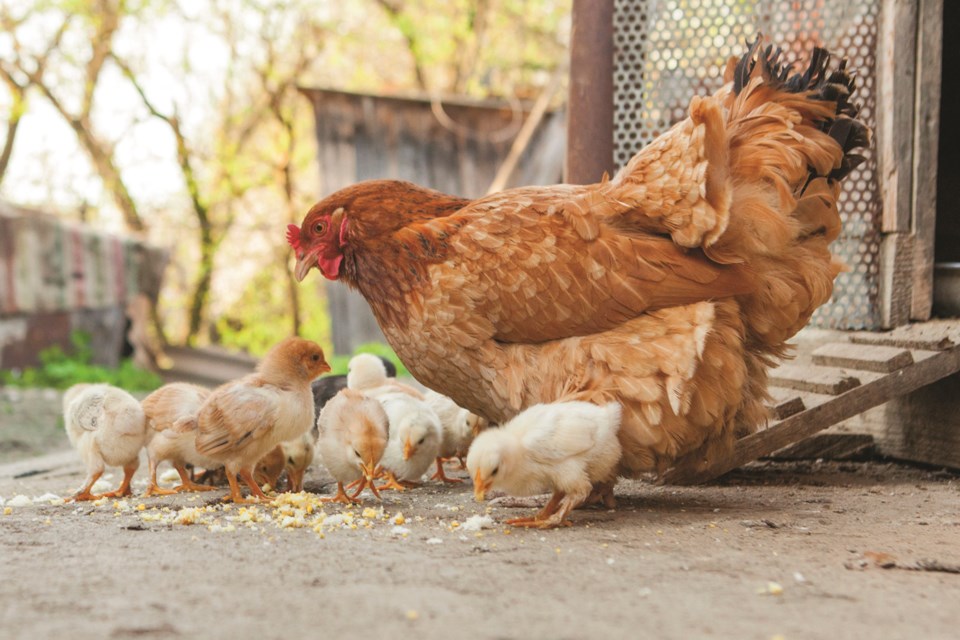 urban-hens
