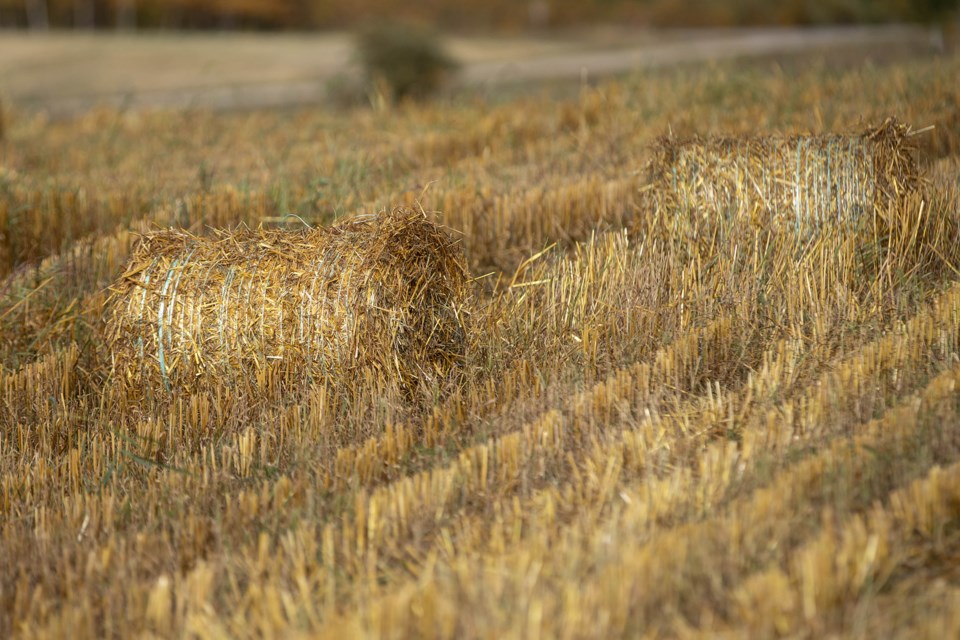 A mini round bale is shown among the stubble in a field south of St. Paul. Janice Huser photo.