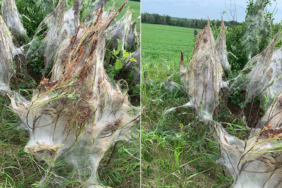 Images provided by the County of Two Hills show insect nests along a fence line.